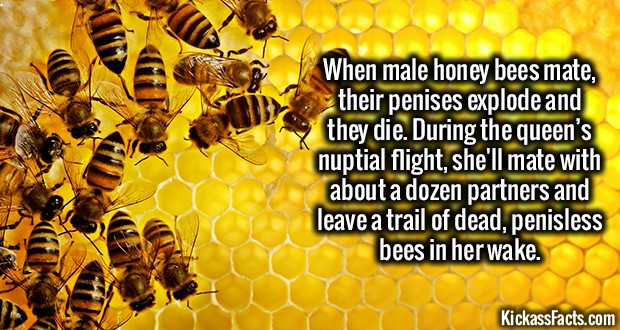 1765-Honey-Bee