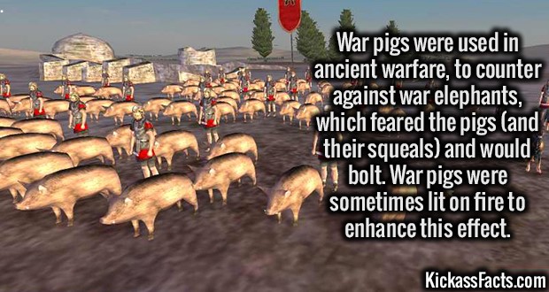1896-War-Pigs